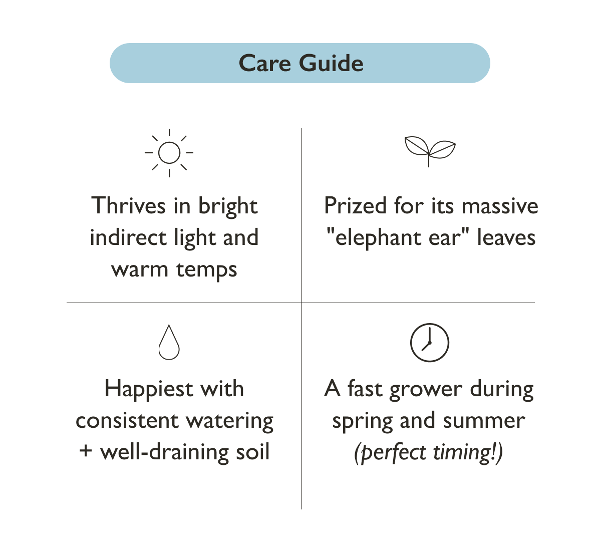 Alocasia Portora Care Guide