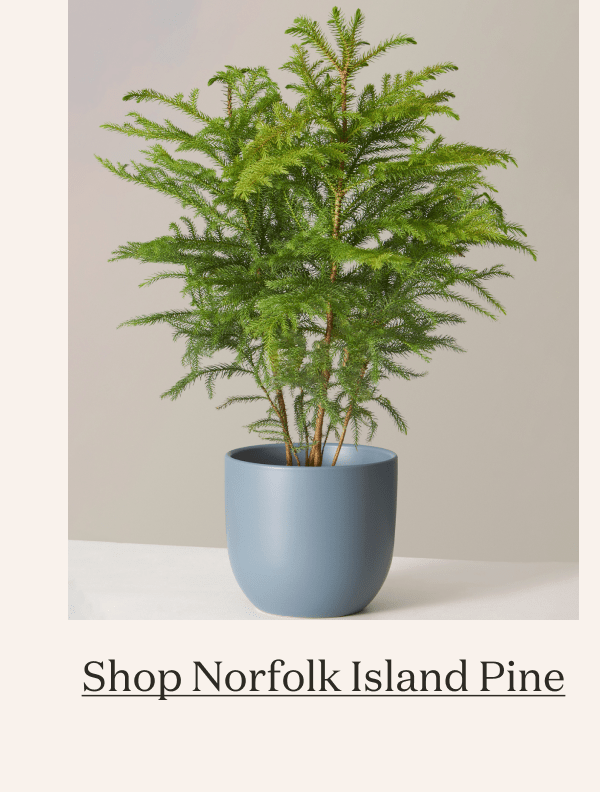 Norfolk Island Pine
