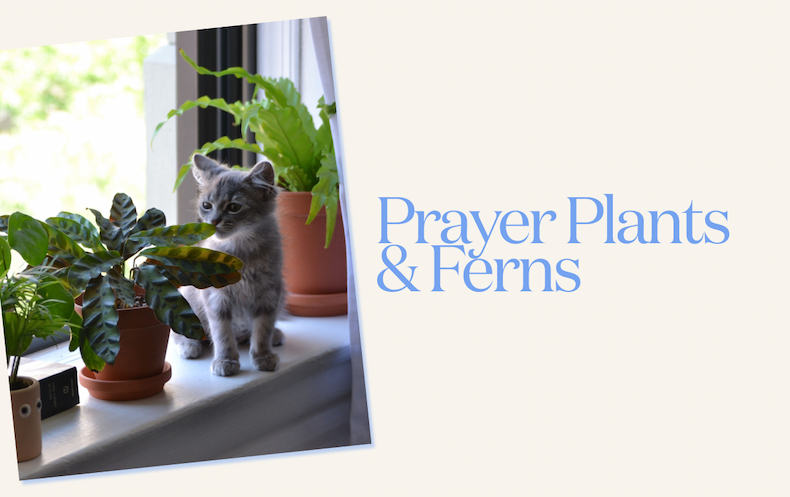 Prayer Plants and Ferns