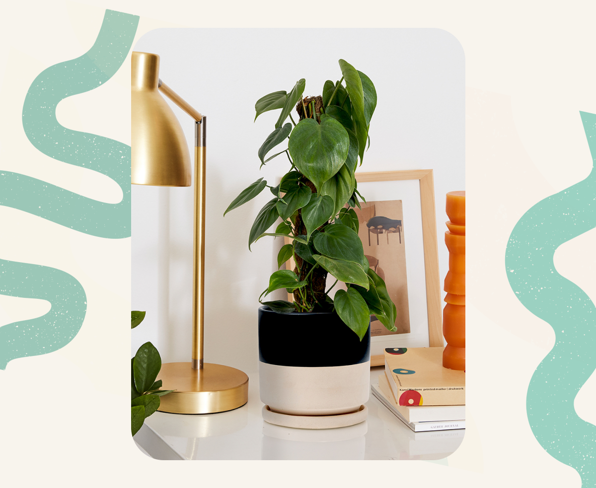 Heartleaf Philodendron Totem