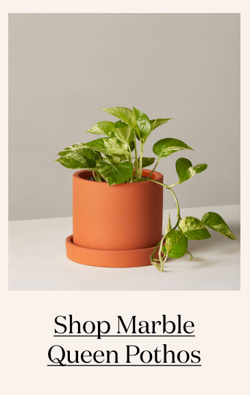 Shop Marble Queen Pothos