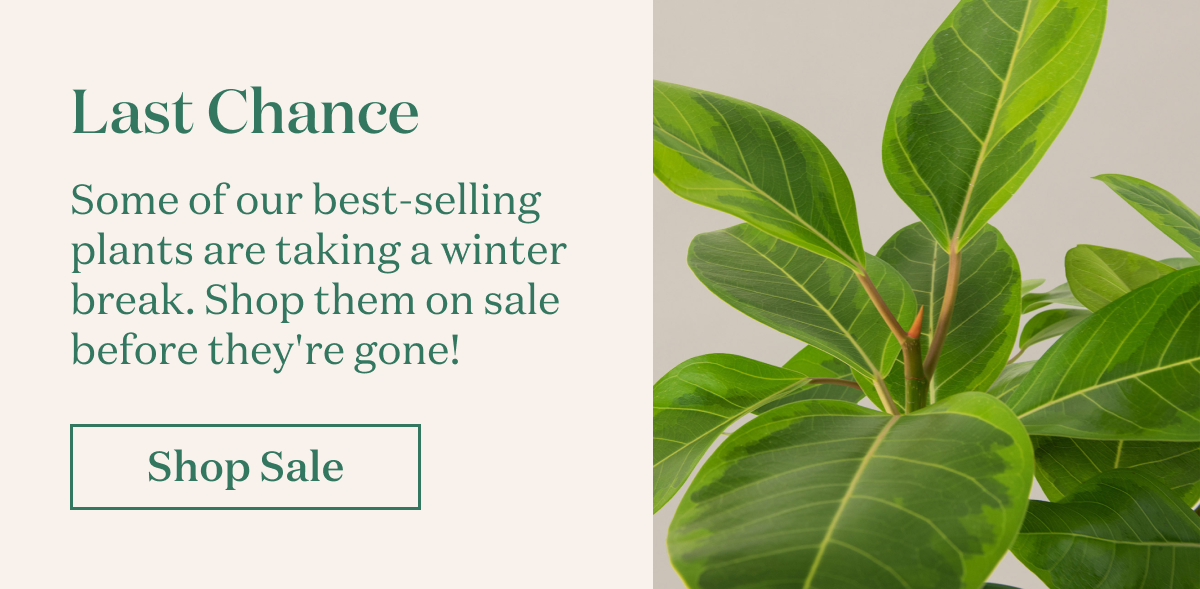 Last Chance. Some of our best-selling plants are taking a winter break. Shop them on sale before they're gone!