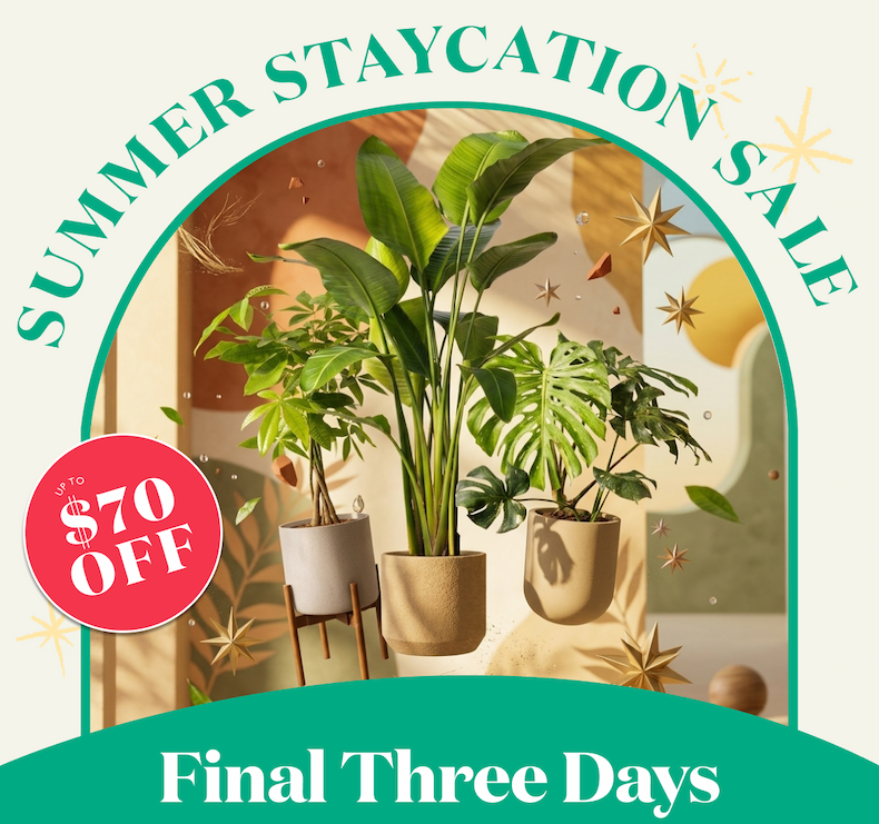Final Three Days of the Staycation Sale