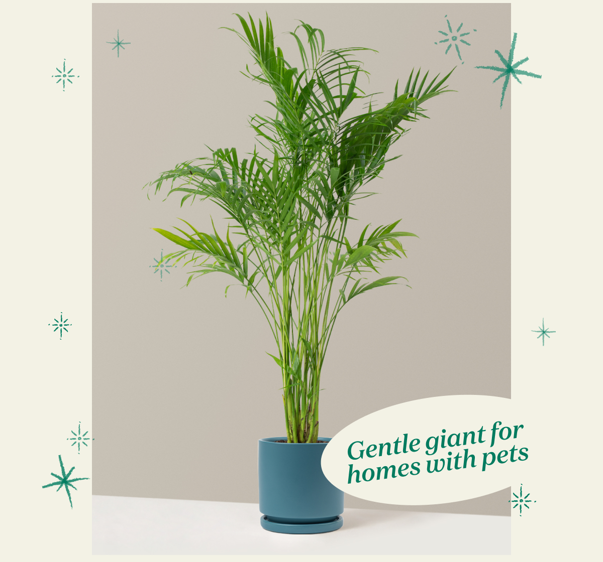 Cat Palm and Isabella Planter in Blue