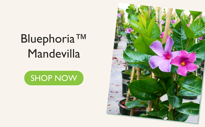 Bluephoria Mandevilla
