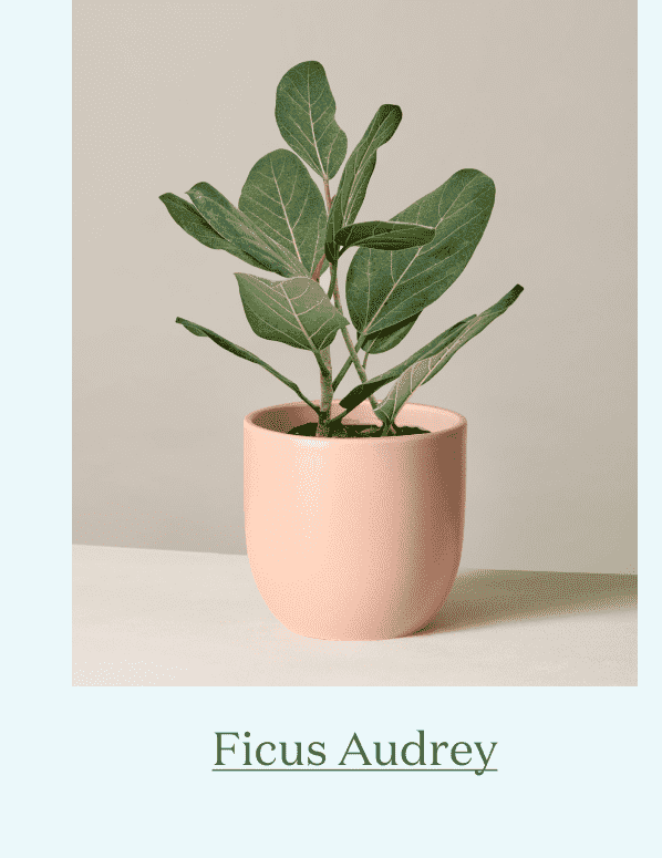 Ficus Audrey