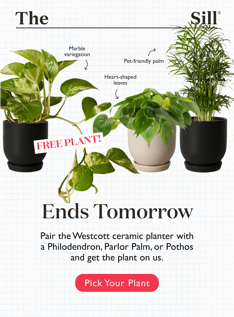 Ends tomorrow. Pair the Westcott ceramic planter with a Philodendron, Parlor Palm, or Pothos and get the plant on us.