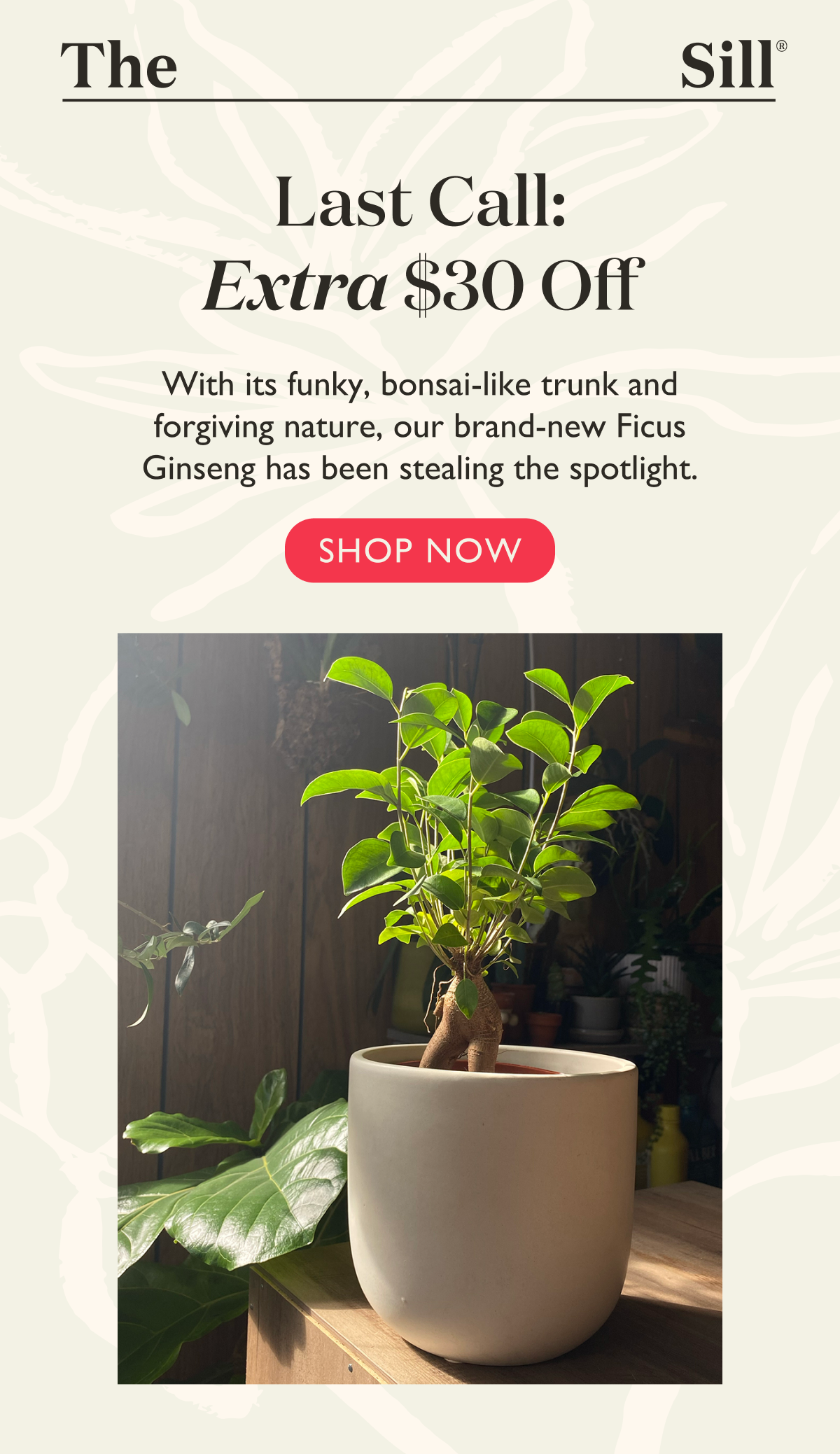 Extra $30 off the Ficus Ginseng ends soon! Shop now. Pictured: Ginseng Customer Photo