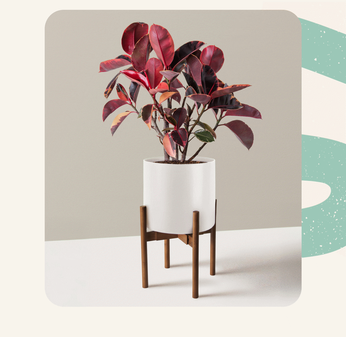 Large Ficus Elastica Ruby