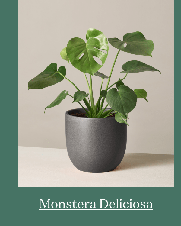 Monstera Deliciosa