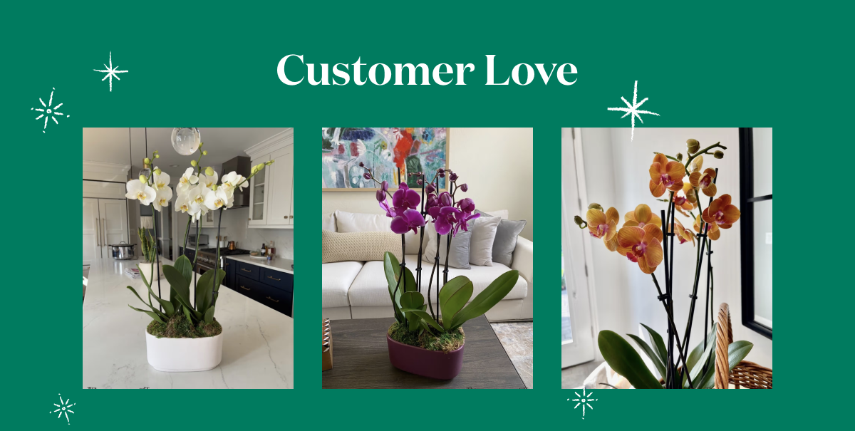 Customer photos of the Large Double Orchid in homes.