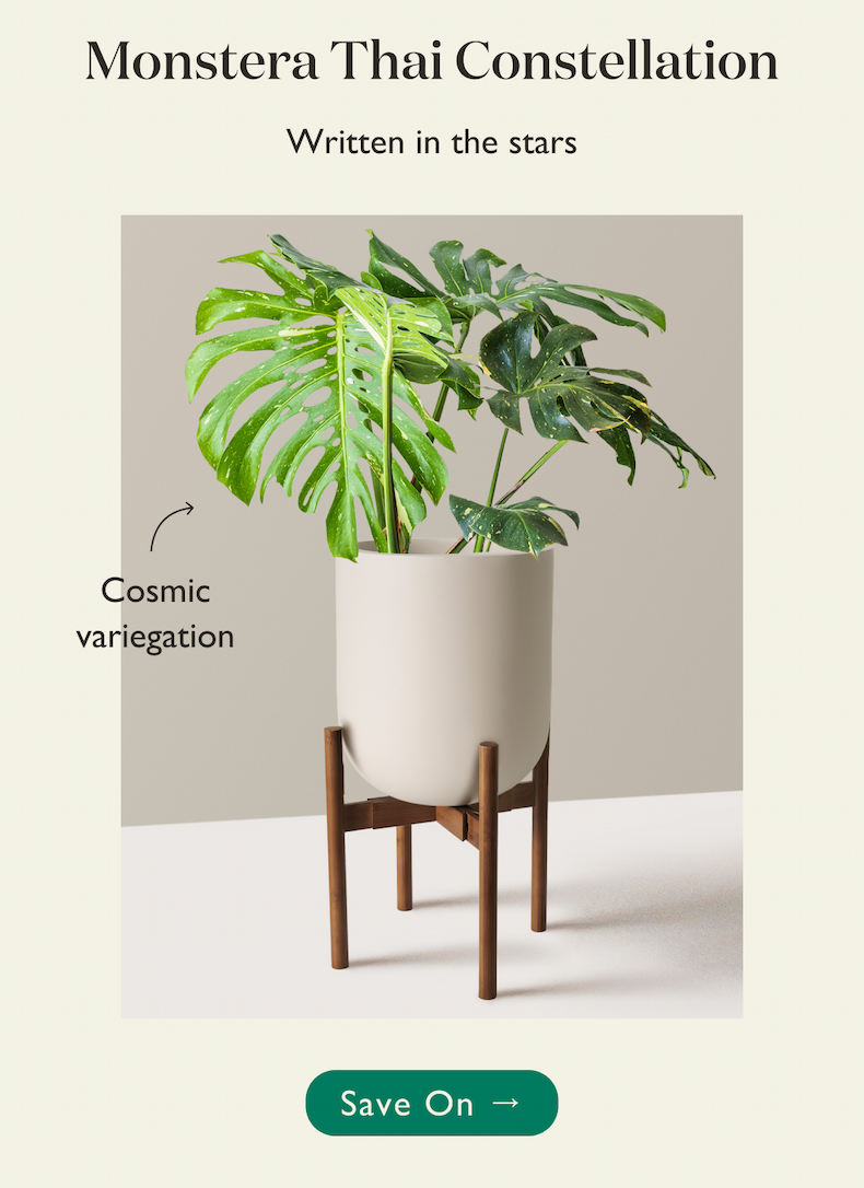 Monstera Thai Constellation