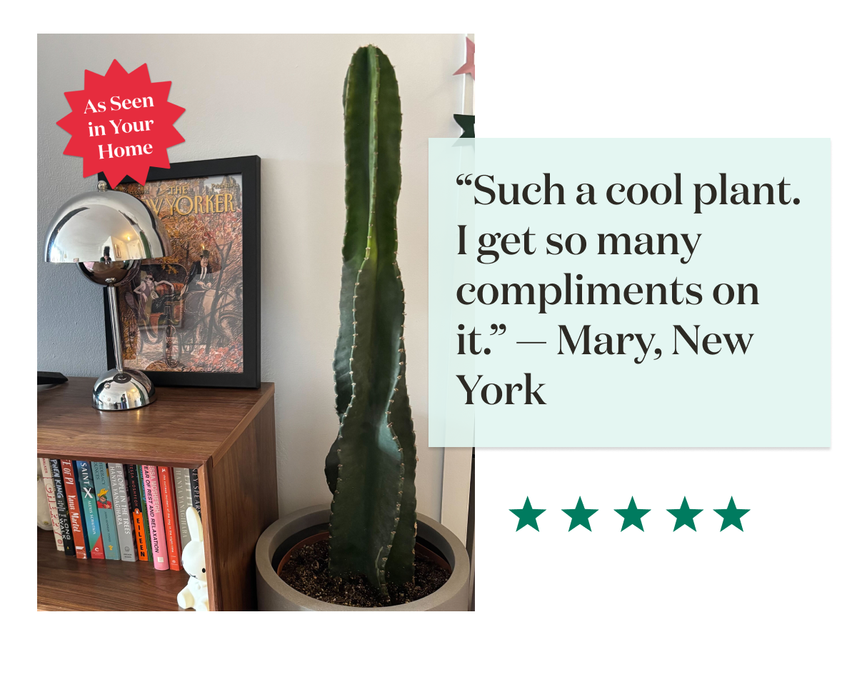Built for the long haul and bound to turn heads, the Peruvian Apple Cactus is a mid-century design favorite.