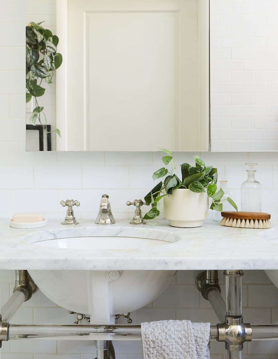 Philodendron Silver on bathroom counter. 