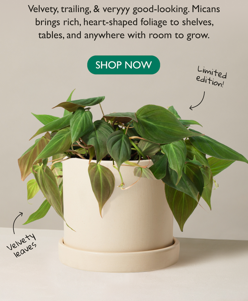 Micans brings rich, heart-shaped foliage to shelves, tables, and anywhere with room to grow.