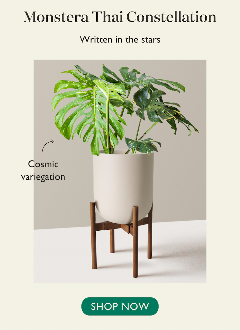 Monstera Thai Constellation