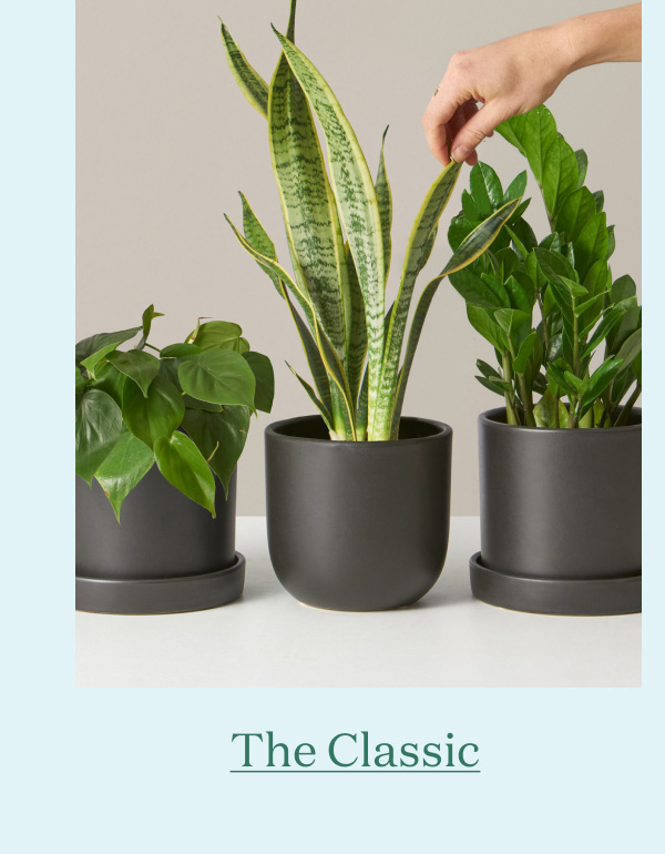 The Classic Subscription