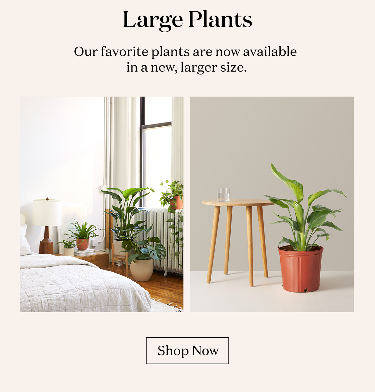 Large Plants
