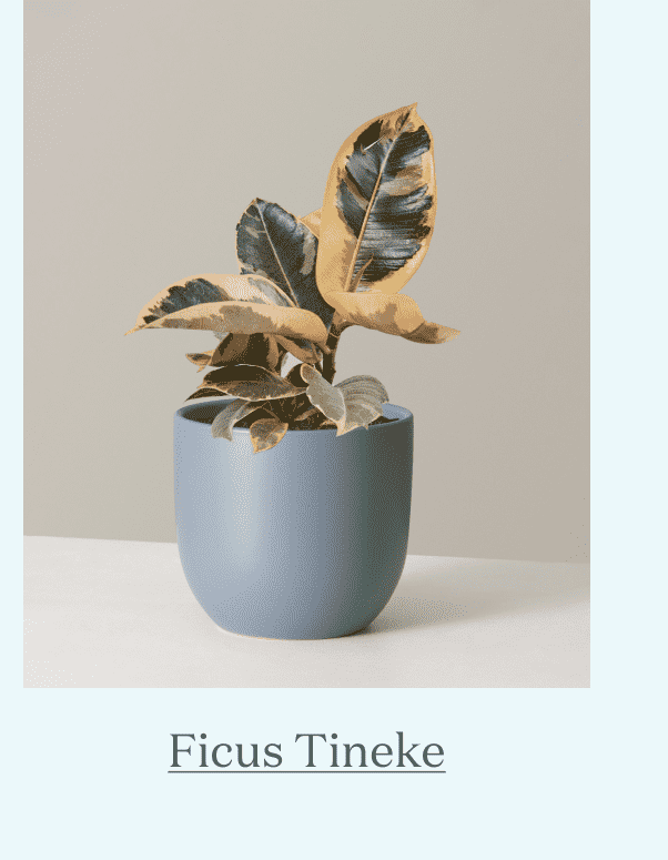 Ficus Tineke