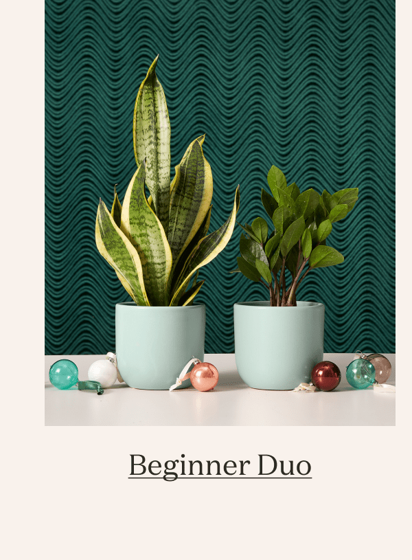 Beginner Duo