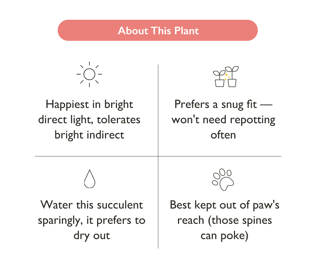 The Fairy Castle Cactus is happiest in bright direct to indirect light. 