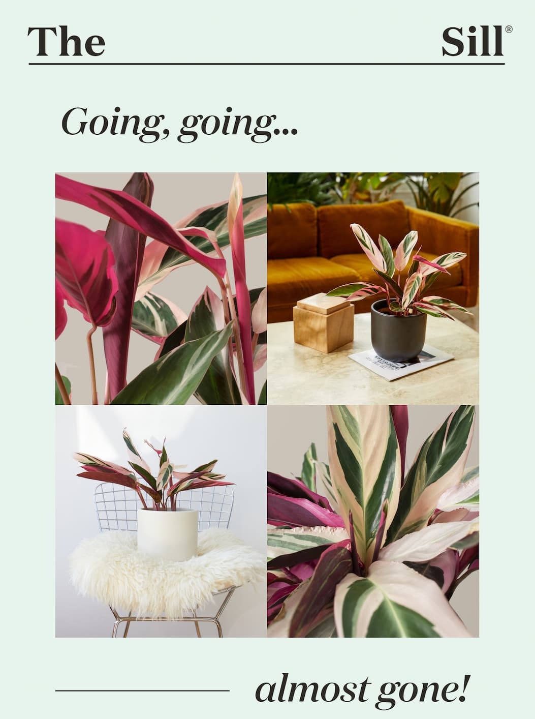 Going, going... almost gone! Going, going... almost gone!