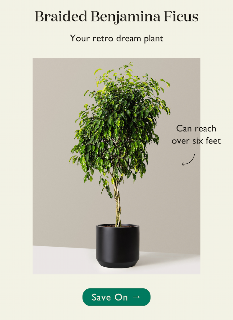 Braided Benjamina Ficus