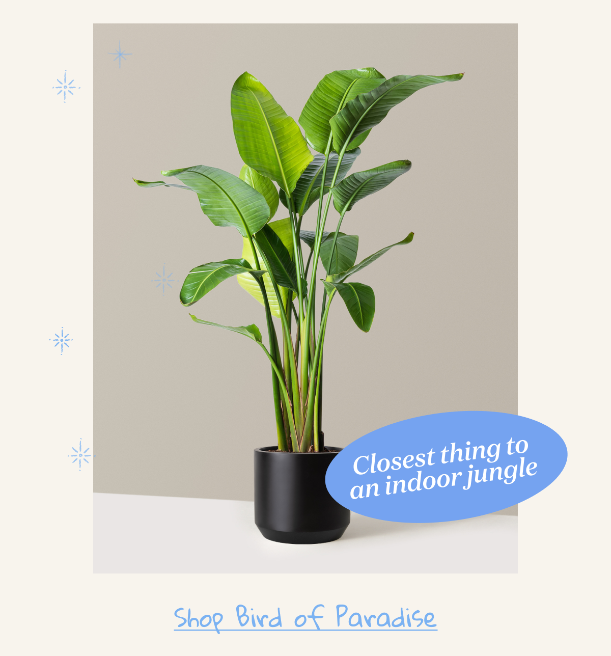Bird of Paradise