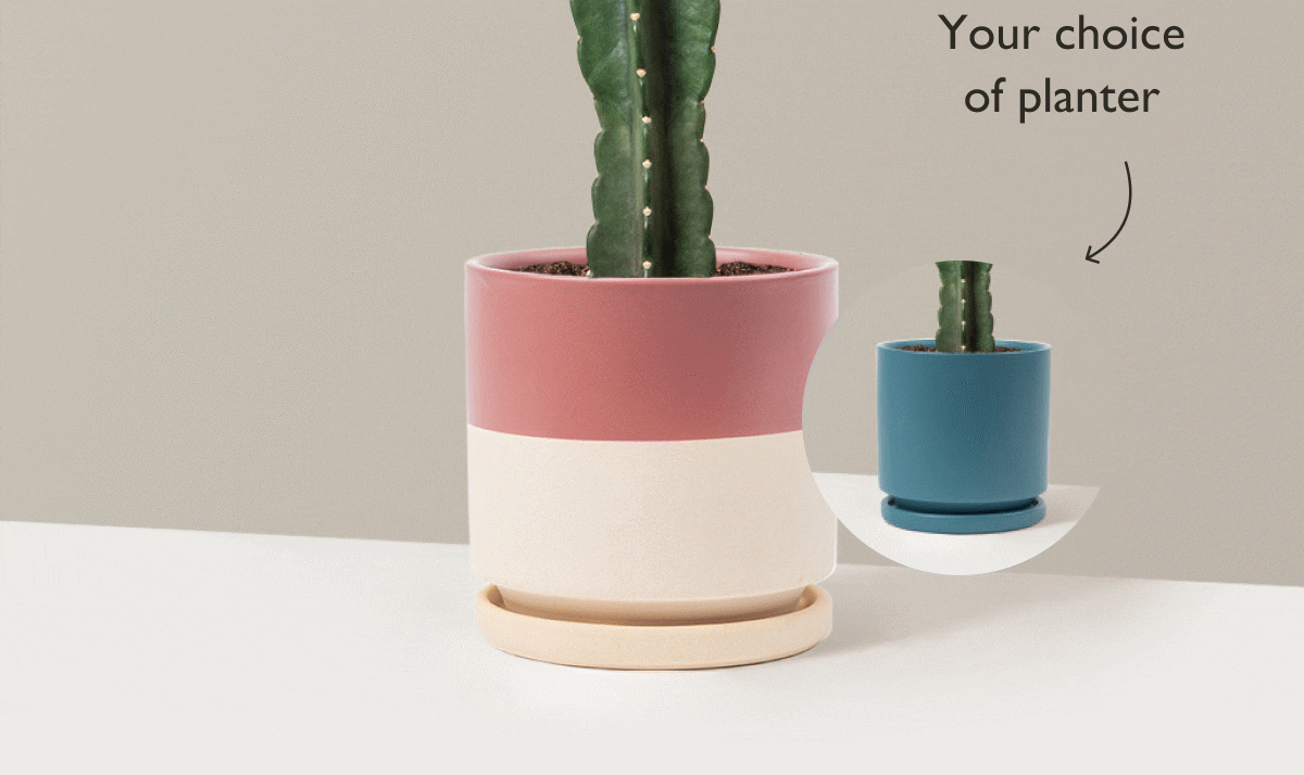 Cereus Cuddly Cactus in Isabella Planter