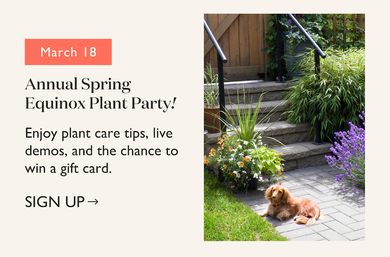 March 18, Annual Spring Equinox Plant Party