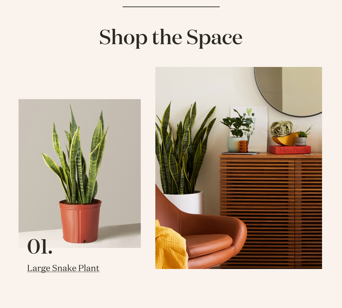Large Snake Plant