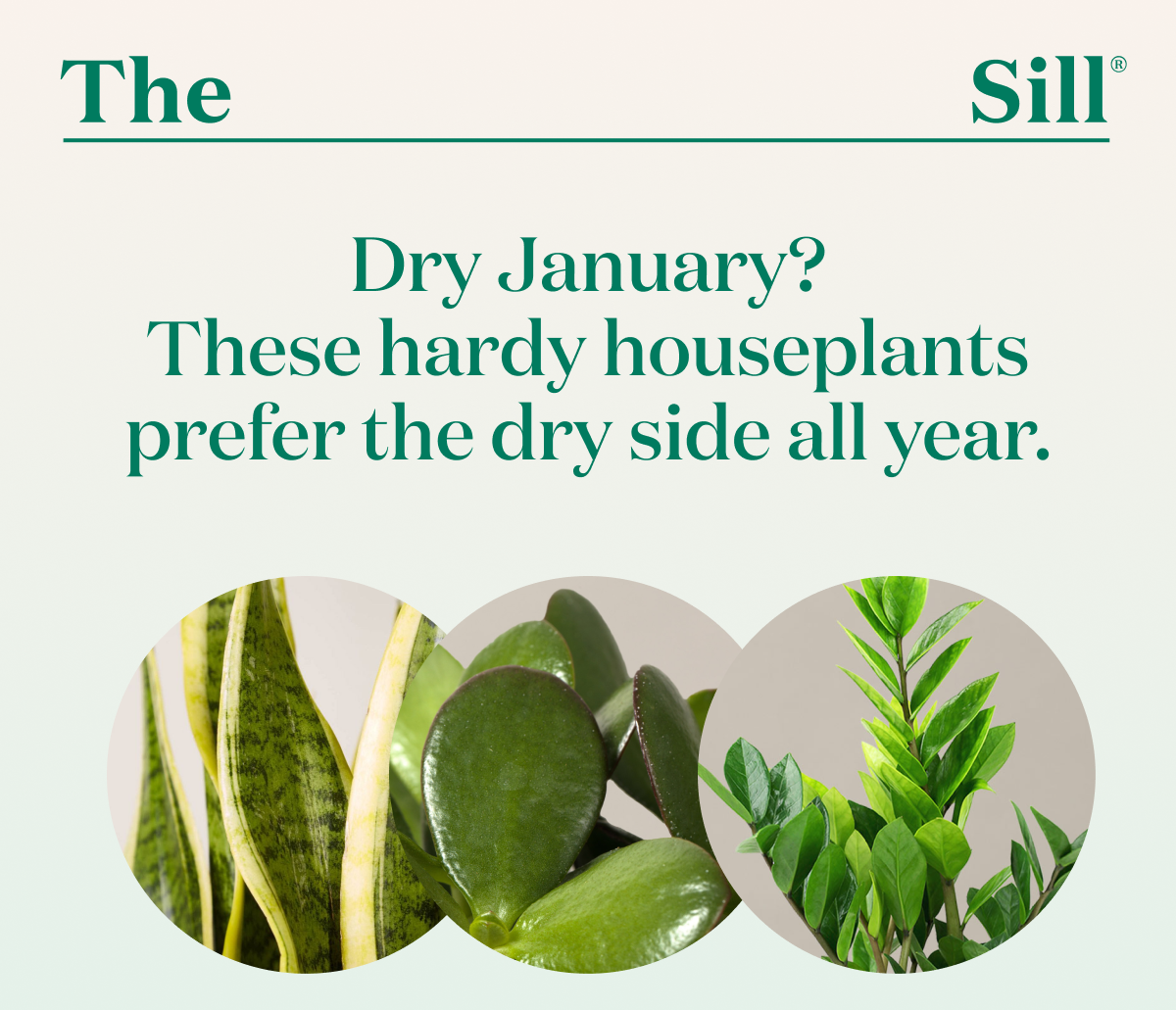 Dry January? These hardy houseplants prefer the dry side all year. 
