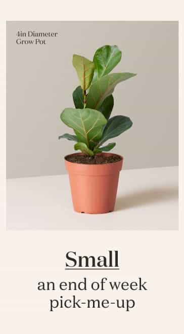 Small Fiddle Fig