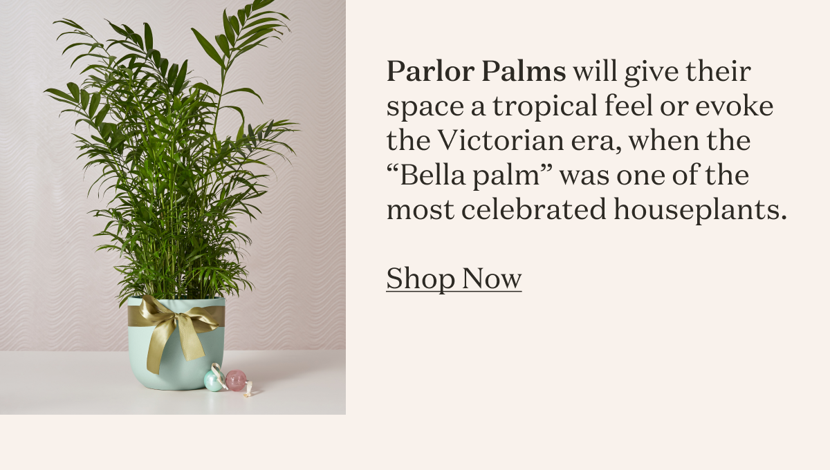 Parlor Palms. Parlor Palms will give their space a tropical feel or evoke the Victorian era, when the “Bella palm” was one of the most celebrated houseplants. 