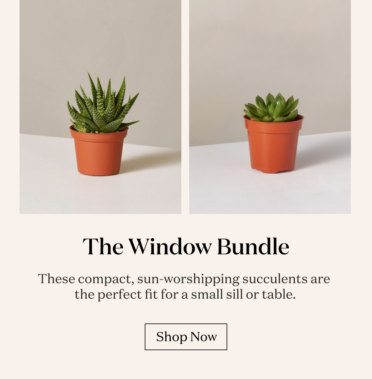 The Window Bundle: Echeveria + Haworthia. These compact, sun-worshipping succulents are the perfect fit for a small sill or table. 