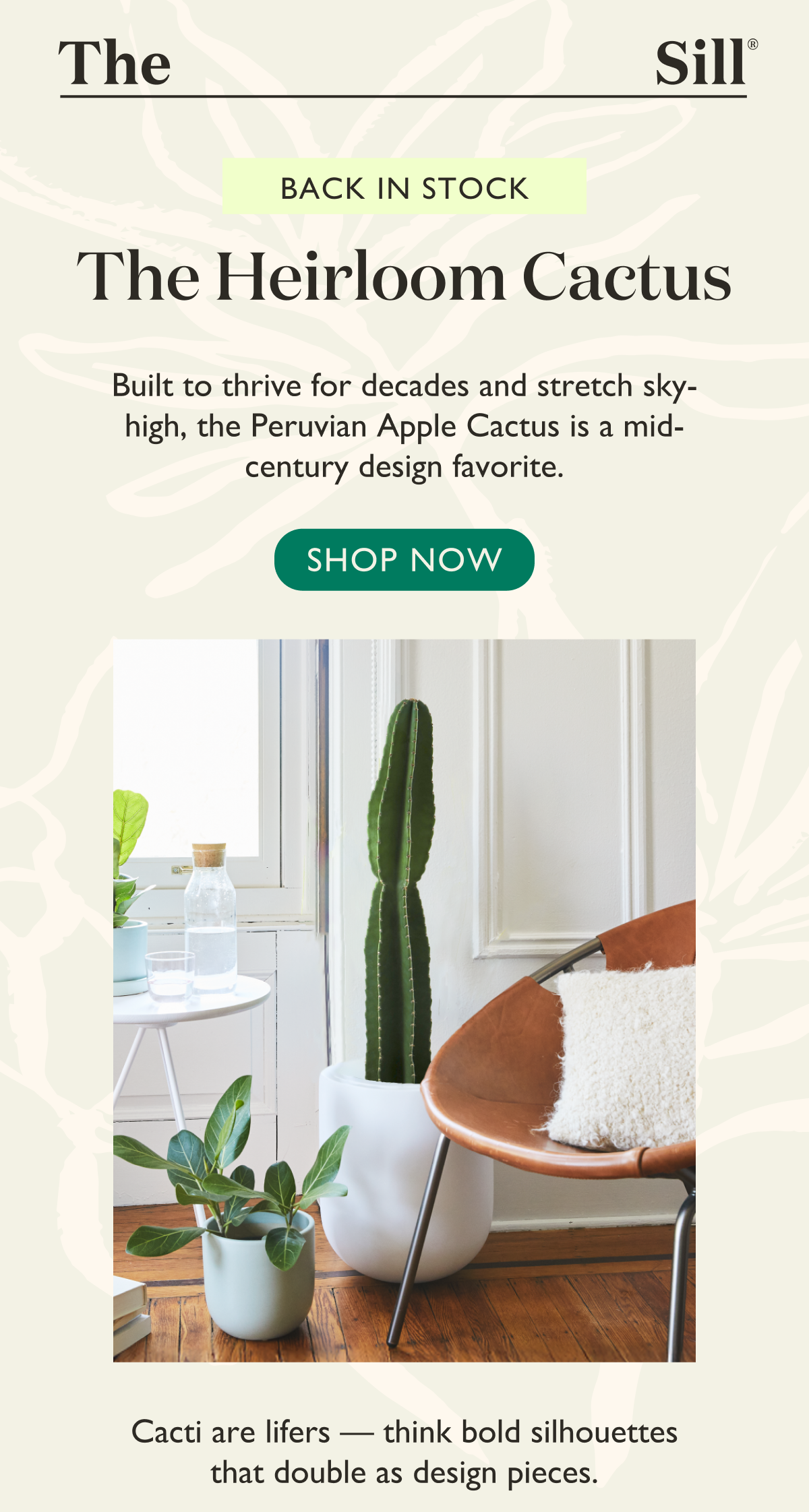 Shop the Heirloom Cactus. Built to thrive for decades and stretch sky-high, the Peruvian Apple Cactus is a mid-century design favorite.