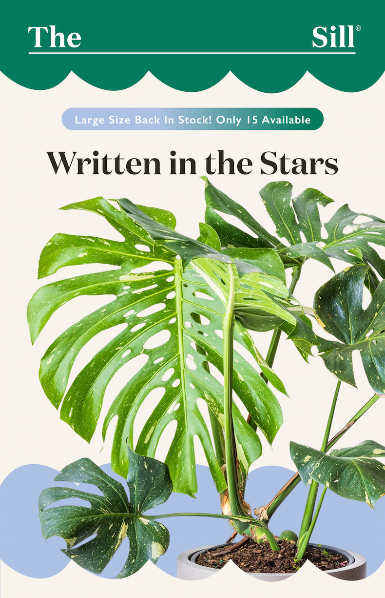 Large Monstera Thai Constellation is back in stock. 