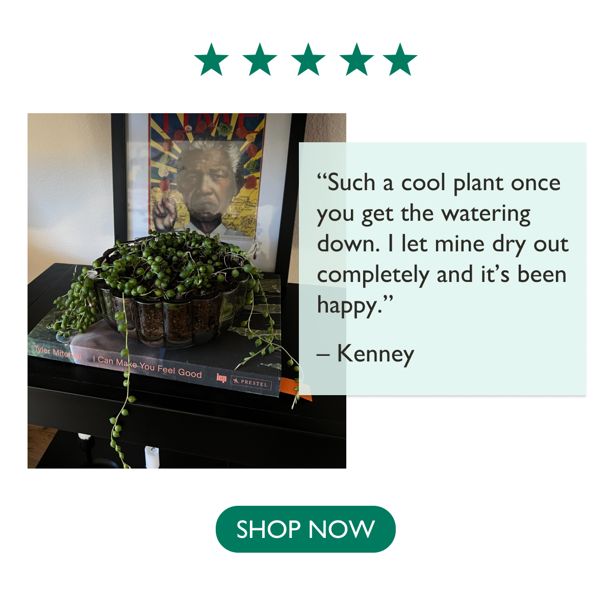 "Such a cool plant once you get the watering down. I let mine dry out completely and it's been happy." - Kenney 