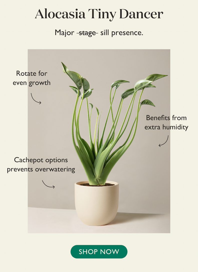Shop Alocasia Tiny Dancer