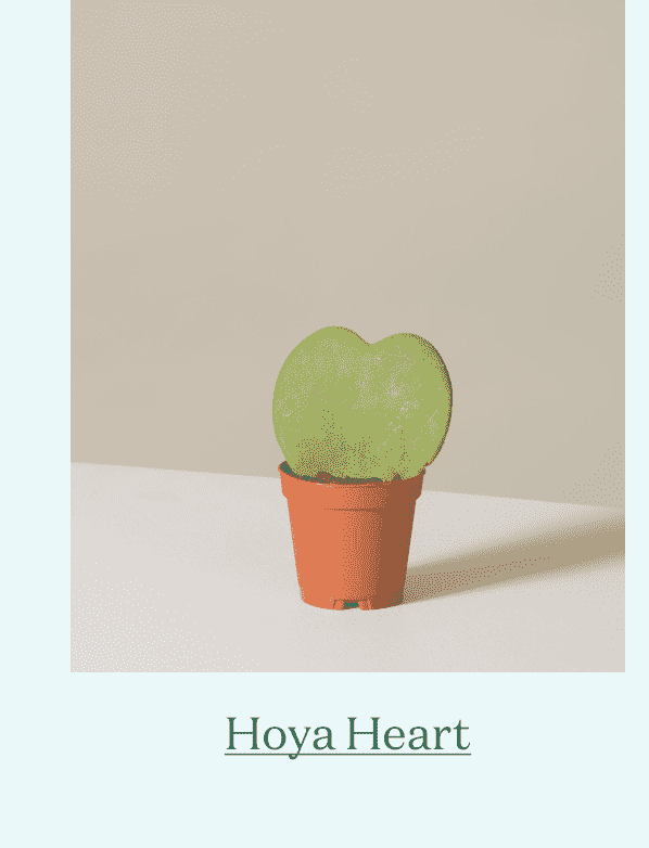 Hoya Heart