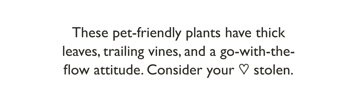 These pet-friendly plants have thick leaves, trailing vines, and a go-with-the-flow attitude. Consider your ♡ stolen.
