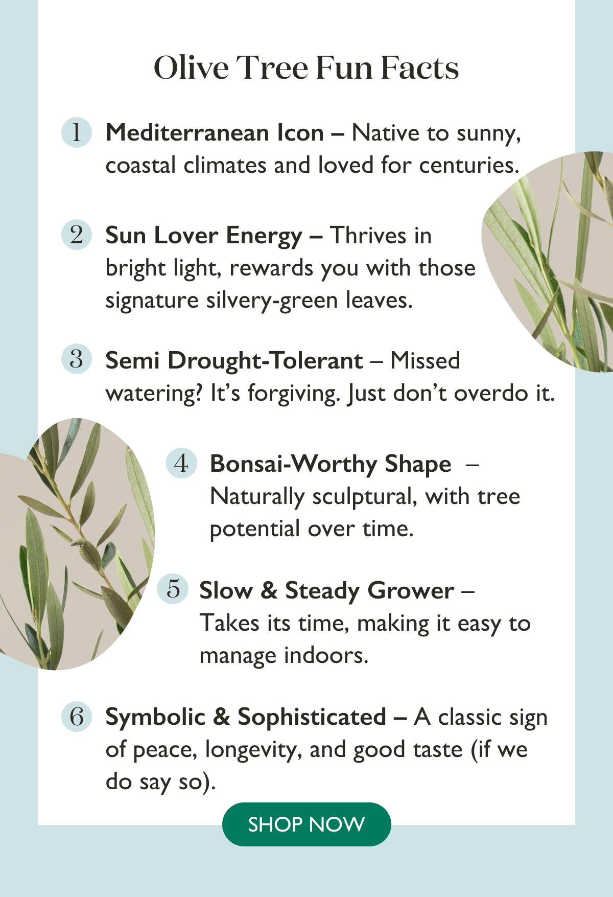 Olive Tree Fun Facts