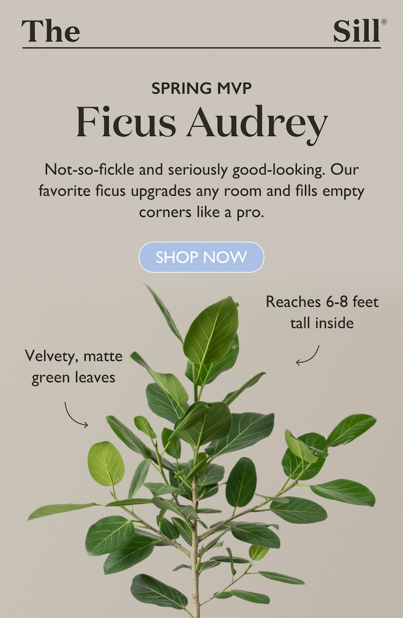 Not-so-fickle and seriously good-looking. Our favorite ficus upgrades any room and fills empty corners like a pro. Shop the Ficus Audrey Tree.