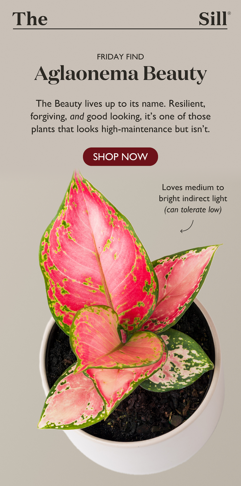 Today's Friday Find is the Aglaonema Beauty. Resilient, forgiving, and good looking, the Beauty lives up to it's name. 