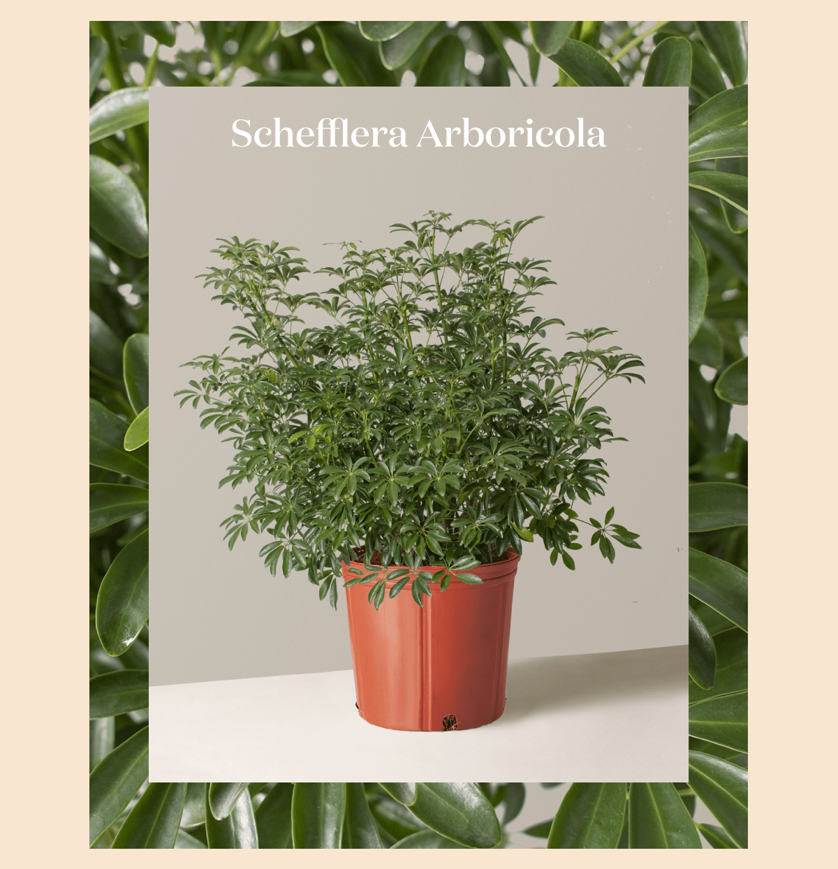 Schefflera Arboricola