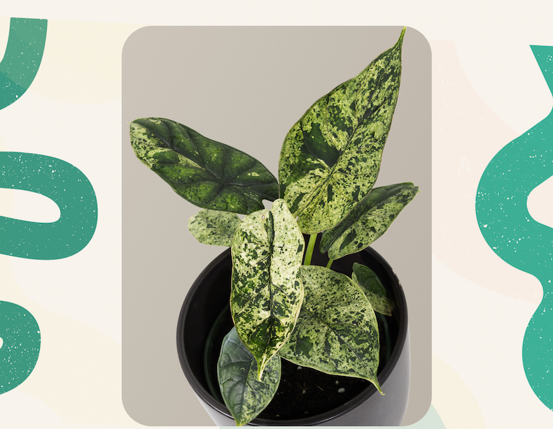 New Rare Alocasia Mint Green