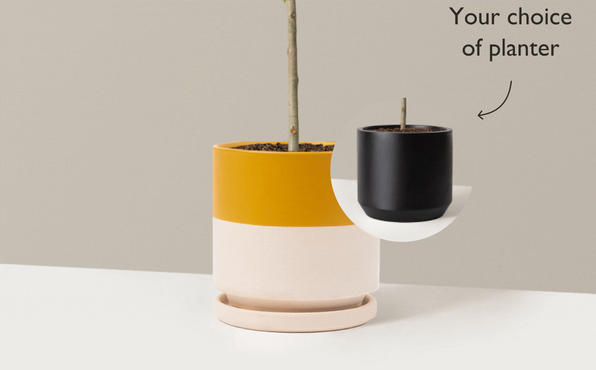 Large Ficus Audrey Tree in your choice of planter.