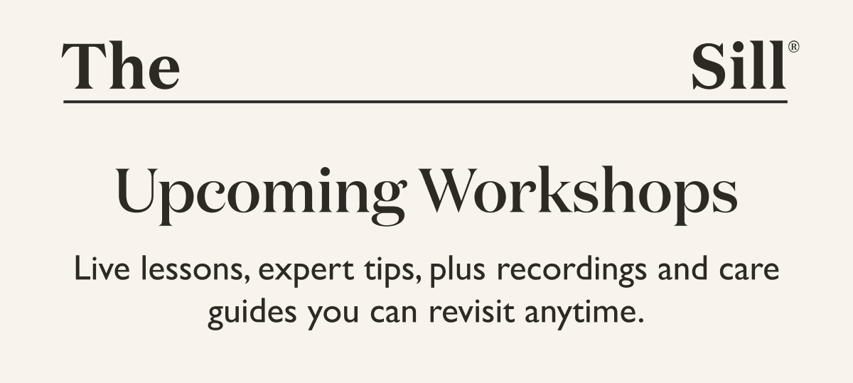 Our Upcoming Online Workshops