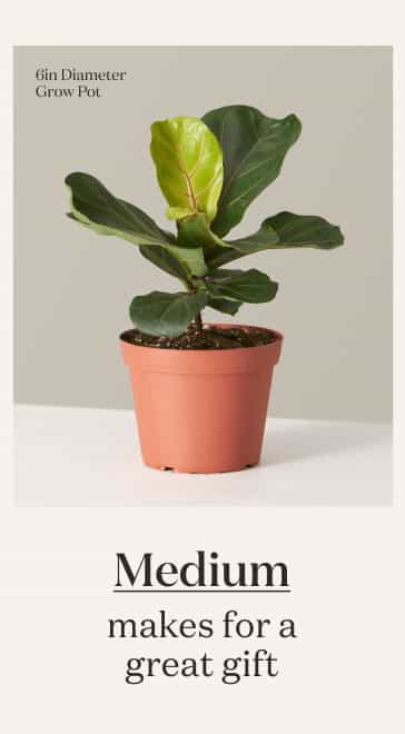 Medium Fiddle Fig