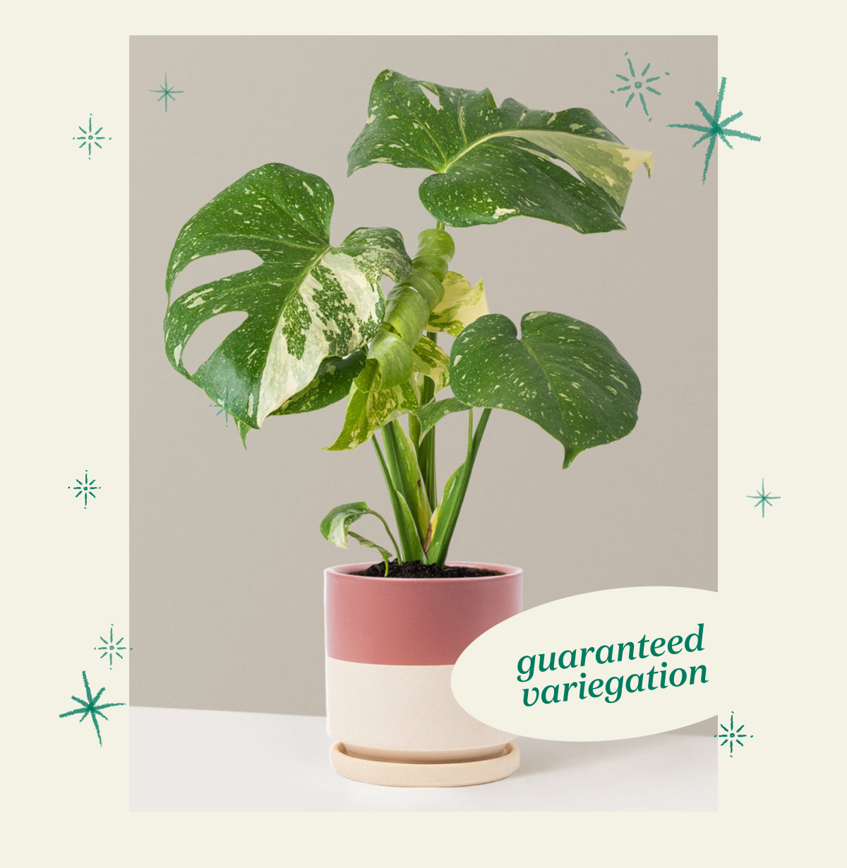 Monstera Thai Constellation